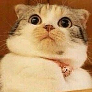 Meet your Posher, Holly